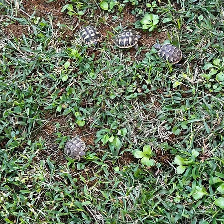 Il Villino Di Monic Centro Nyaraló Pisa