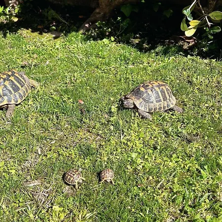 Il Villino Di Monic Centro Nyaraló Pisa