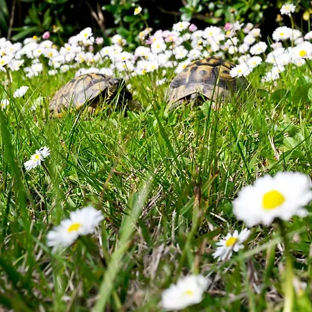 Il Villino Di Monic Centro