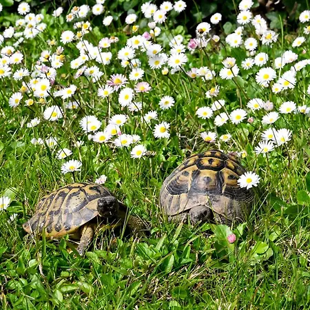 Nyaraló Il Villino Di Monic Centro *
